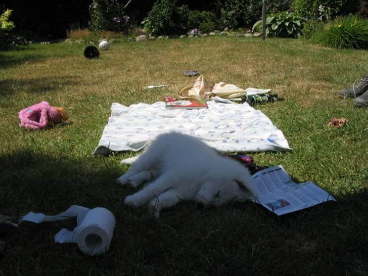 Samojedhund Nanok billede 3