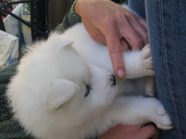 Samojedhund Nanok billede 4