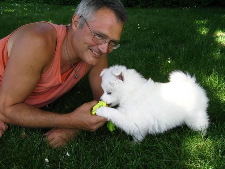 Samojedhund Nanok billede 5