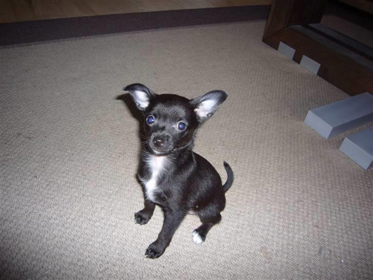 Chihuahua shaggi - er lige ankommet til min nye dejlige familie billede 1