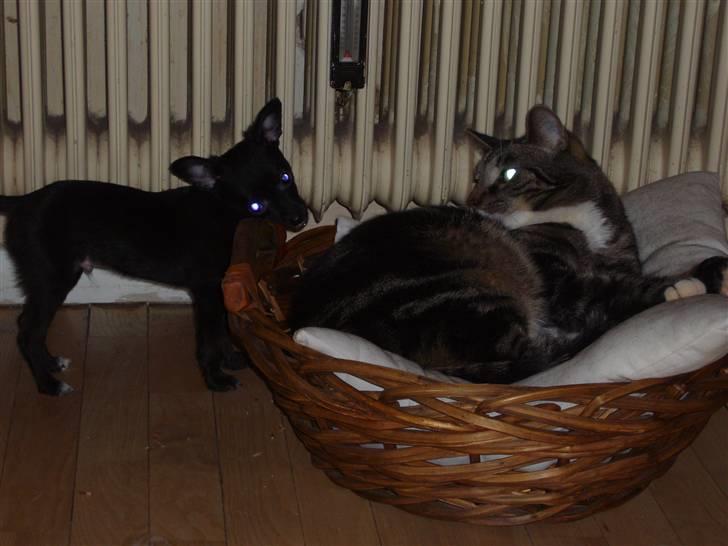 Chihuahua shaggi - her står jeg lige og driller min storebror kogo.. ville så gerne ligge i kurven billede 2