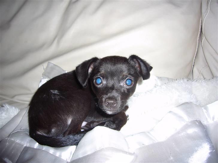 Chihuahua shaggi - ligger lige og slapper lidt.. billede 3