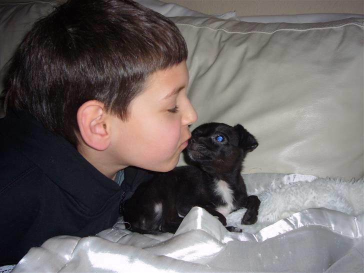 Chihuahua shaggi - en dejlig møsser.. nat nat billede 4