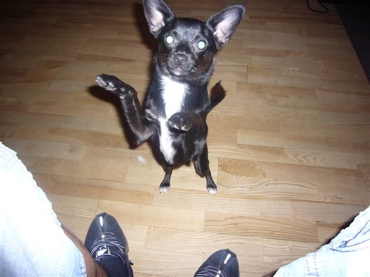 Chihuahua shaggi - her står jeg lige og viser hvor dygtig jeg er til at stå på mine bagben.. Wuf billede 5