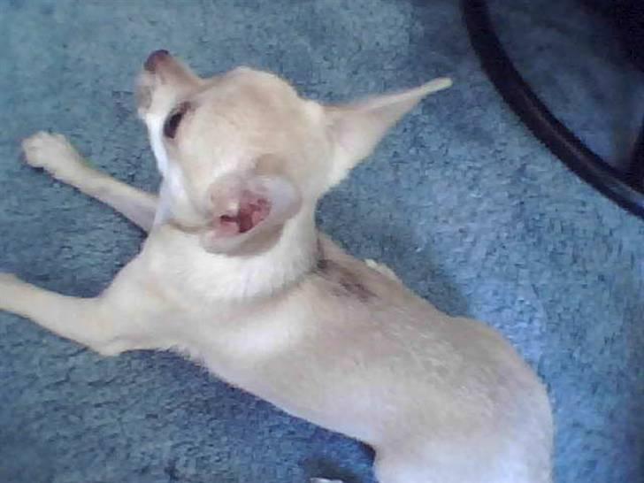 Chihuahua .··..··. Oscar.··..··.  - Nuttet <3<3<3<3<3 billede 6