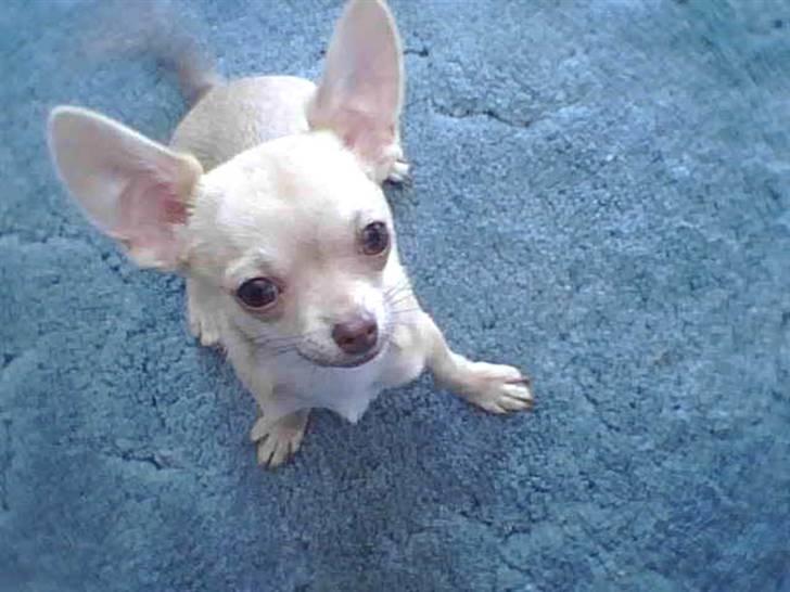 Chihuahua .··..··. Oscar.··..··.  - "Hej Moar, tager du et billed af miig?!".. billede 7