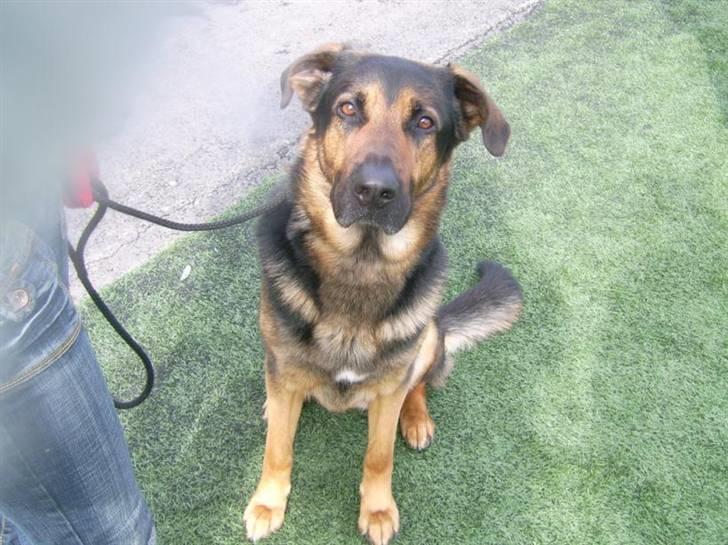 Blanding af racer Tander billede 1