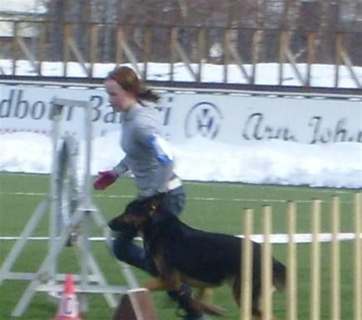 Blanding af racer Tander billede 2