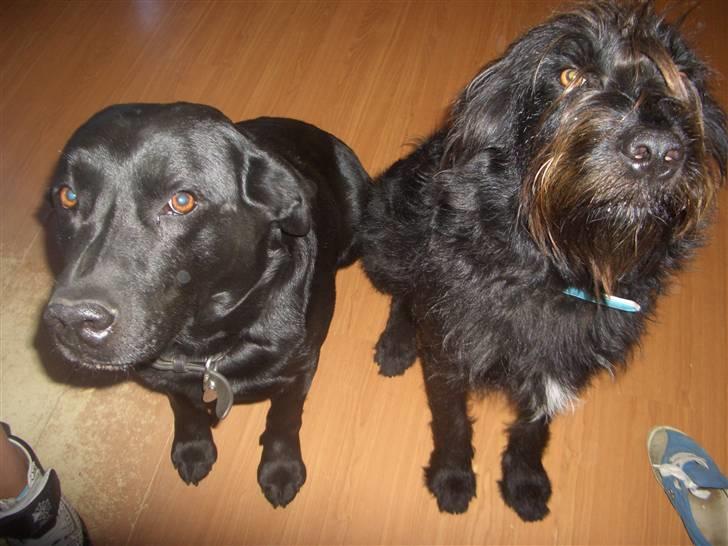 Blanding af racer Buller - Holger og buller venter på mad billede 10