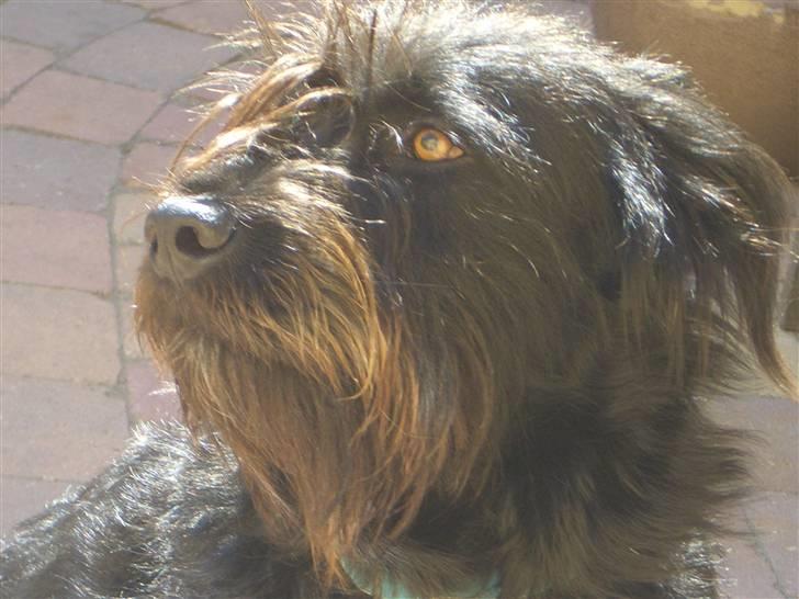 Blanding af racer Buller - Buller på en dejlig varm dag? billede 11