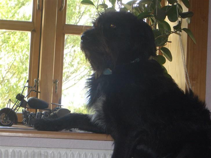 Blanding af racer Buller - Frække dejlige buller? billede 12