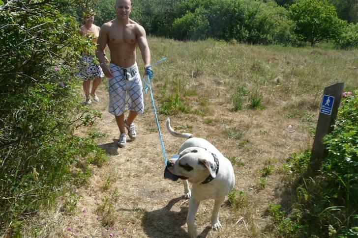 Amerikansk bulldog Batman Hector - Hvem går tur med hvem :-) kom nu farmand billede 5