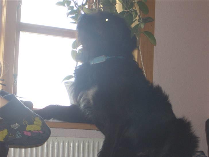 Blanding af racer Buller - Frækker dejlige buller billede 13