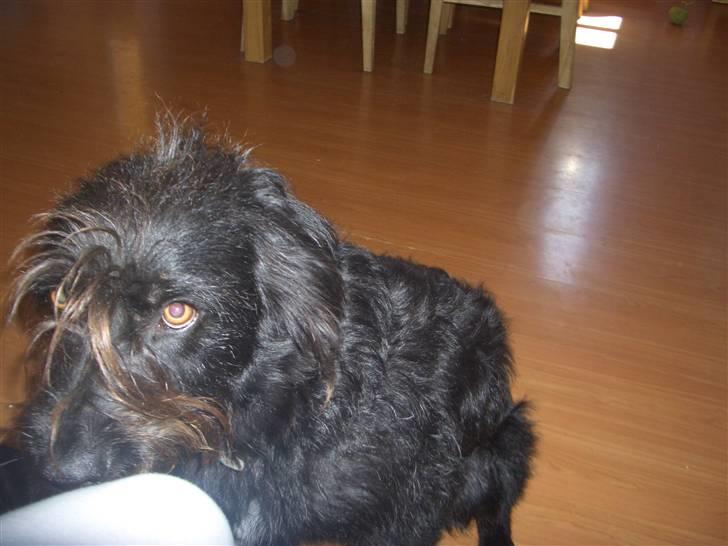 Blanding af racer Buller - Nej jeg har ikke gjordt noget billede 14