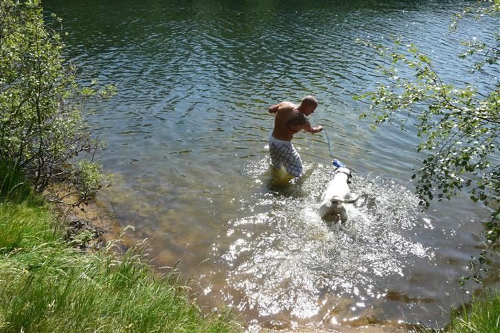 Amerikansk bulldog Batman Hector - Glemmer helt at jeg er lidt bange for vand, når far nu vil lege :-) billede 6