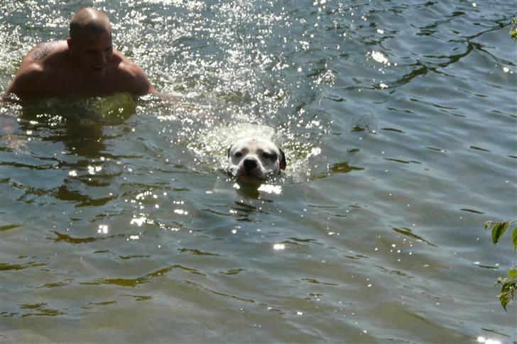 Amerikansk bulldog Batman Hector - Svømmer bare derudaf, farmand holder kun numsen lidt oppe billede 7