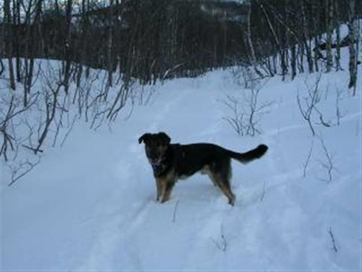 Blanding af racer Tander billede 3