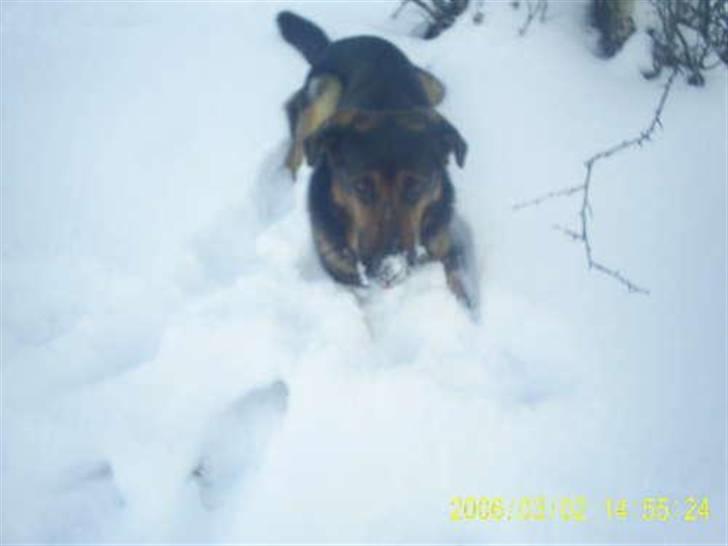 Blanding af racer Tander billede 4