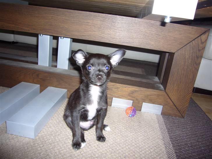 Chihuahua shaggi - heeej her sidder jeg så.. Wuf billede 6