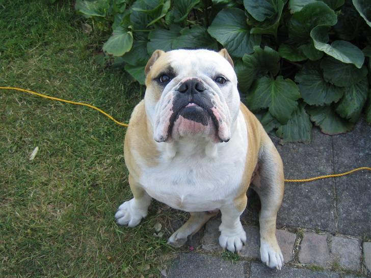 Engelsk bulldog tjalfe billede 7