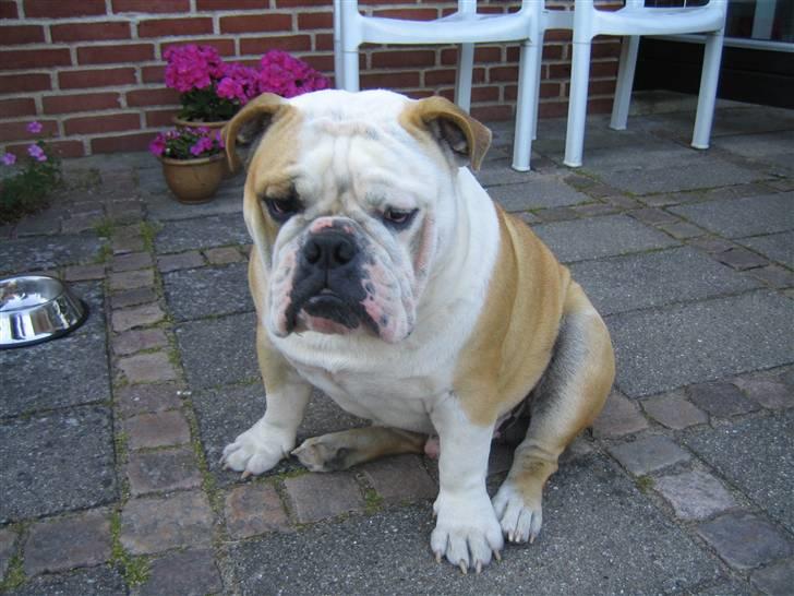 Engelsk bulldog tjalfe billede 8