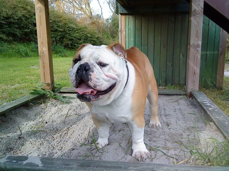 Engelsk bulldog tjalfe billede 9