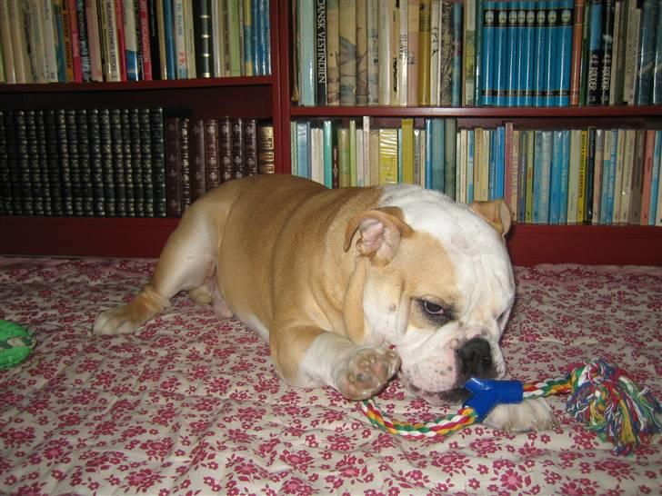 Engelsk bulldog tjalfe billede 10