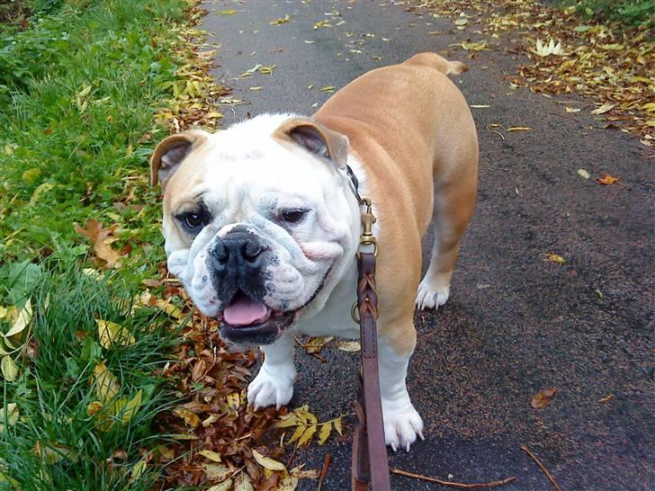 Engelsk bulldog tjalfe billede 11