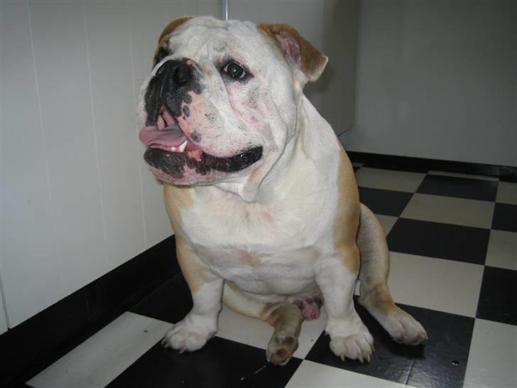 Engelsk bulldog tjalfe billede 12