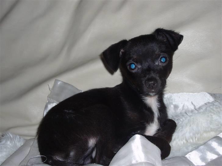 Chihuahua shaggi billede 7