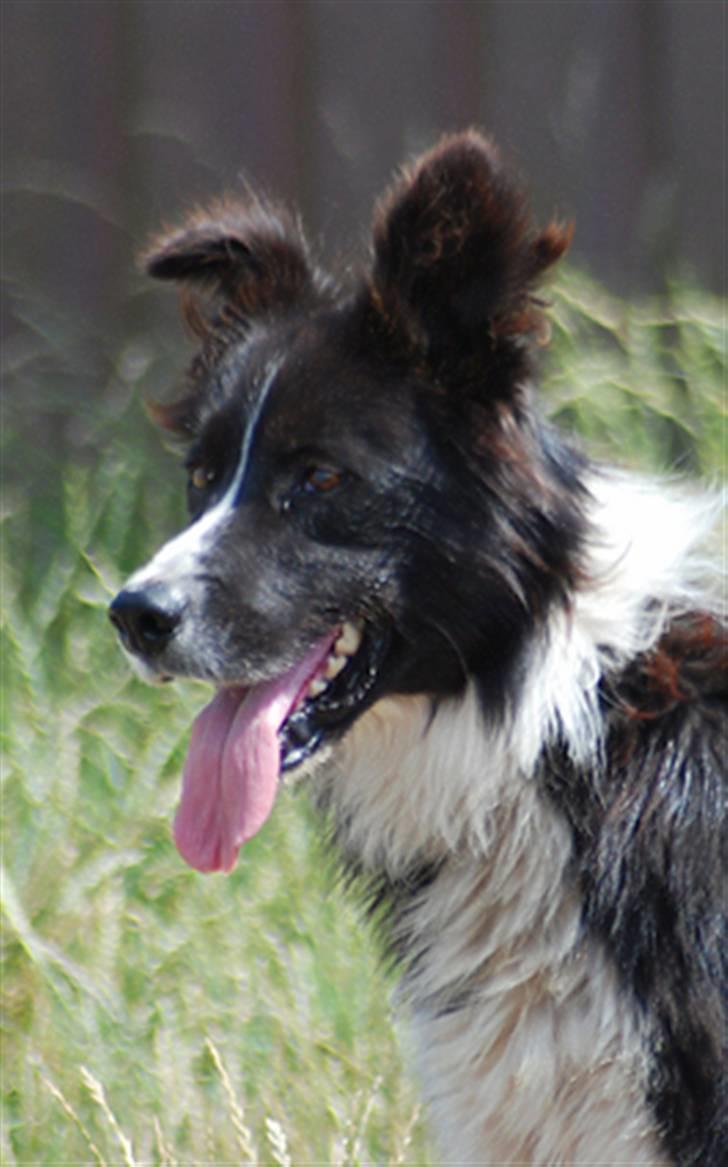 Border collie Bobby (Buffas) billede 11