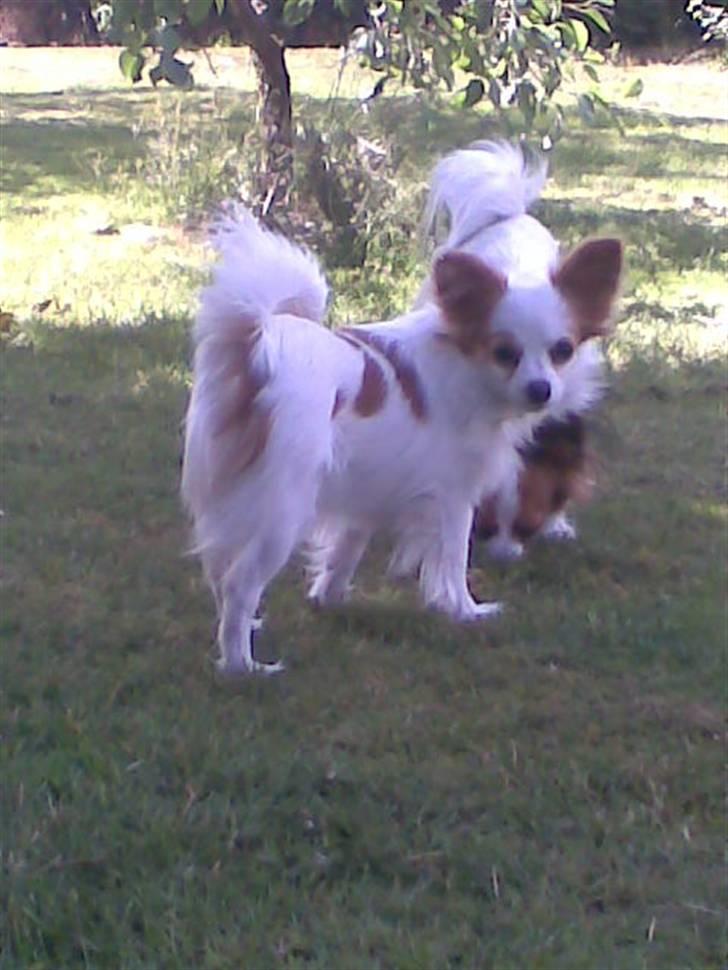 Papillon Malou - efter mange dages regn, er der endelig solskin, og Malou nyder hvert eneste minut. billede 8