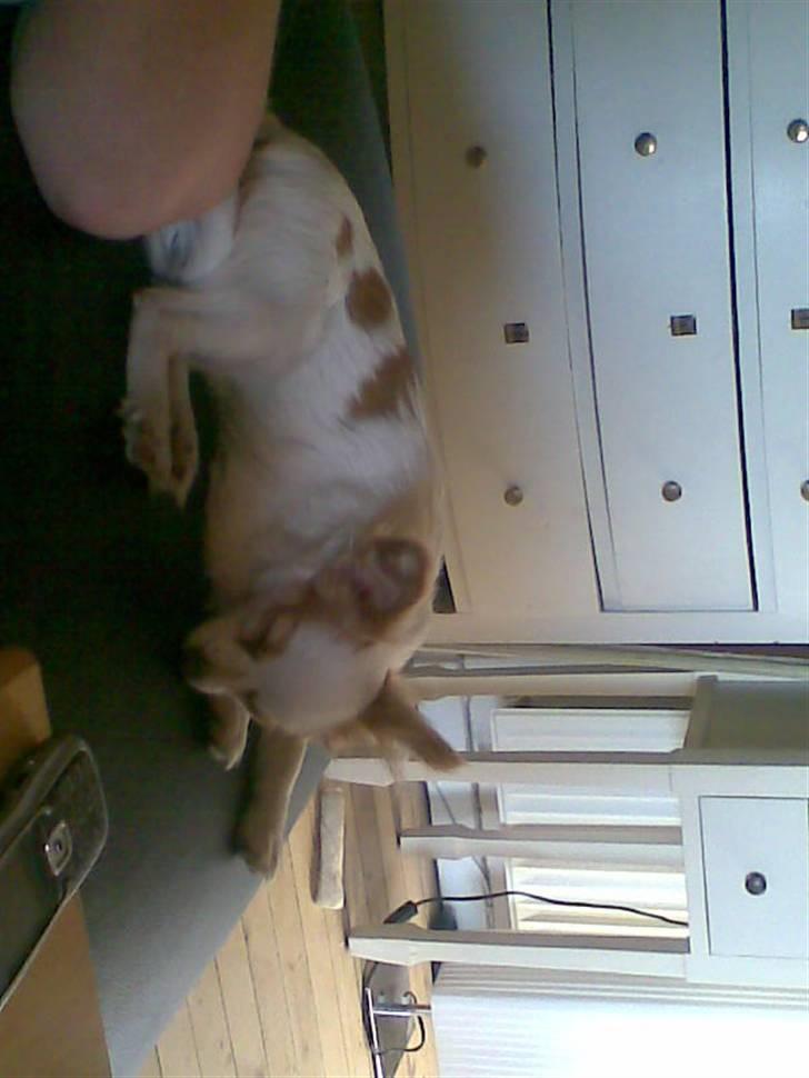 Papillon Malou billede 9