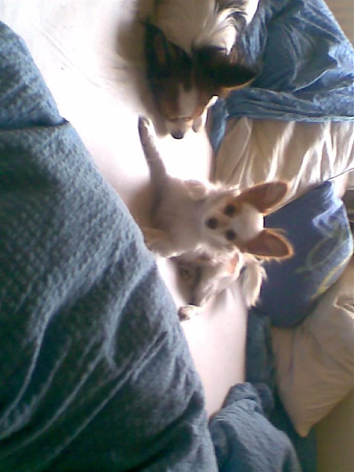 Papillon Malou - så skal der bare leges... og jeg har al den energi der skal bruges. billede 10