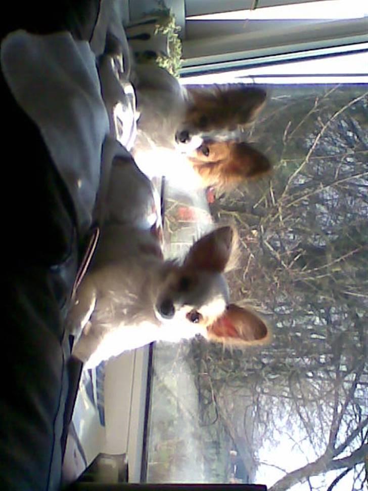 Papillon Malou - nyder solen gennem vinduet. billede 11