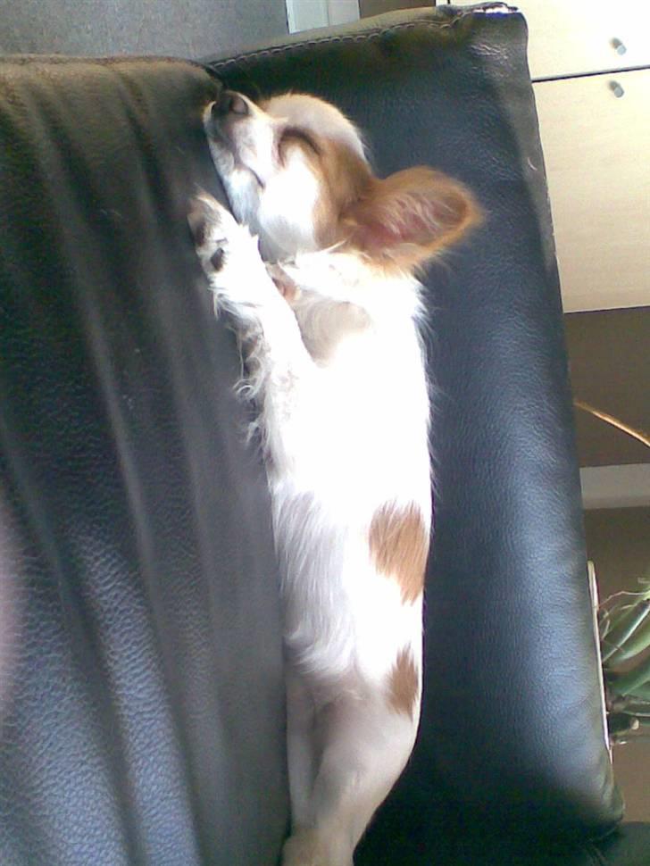 Papillon Malou billede 12