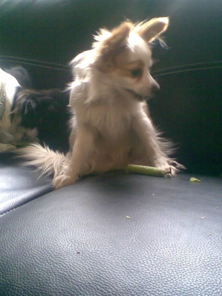 Papillon Malou - ærter er bare det bedste.. billede 13