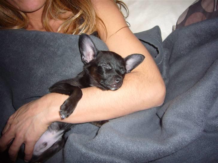 Chihuahua shaggi - en lille lur på armen af mor.. Zzzz billede 8