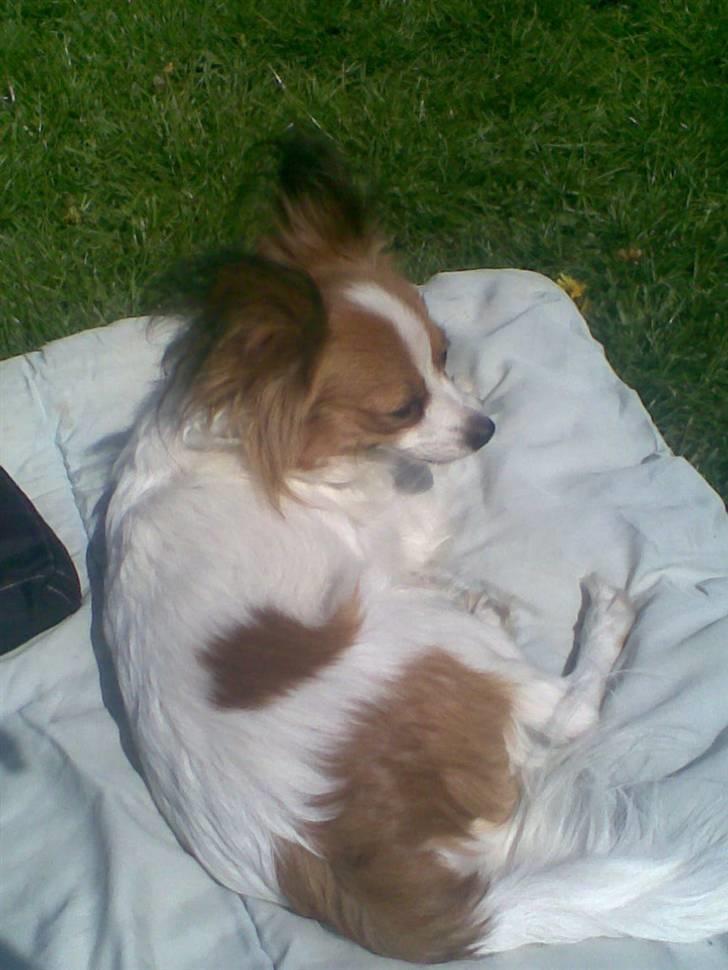 Papillon dalila billede 12