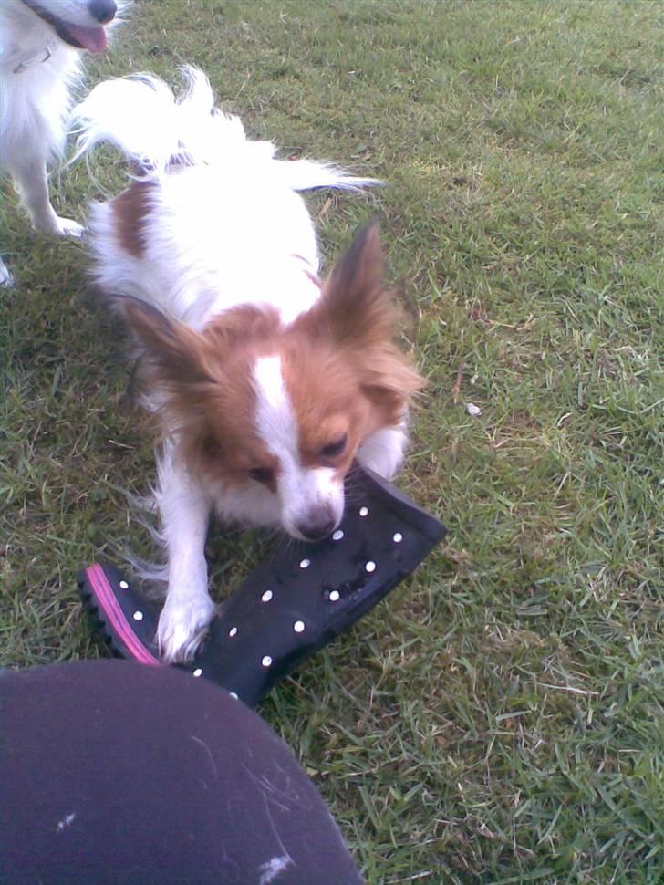 Papillon dalila billede 13