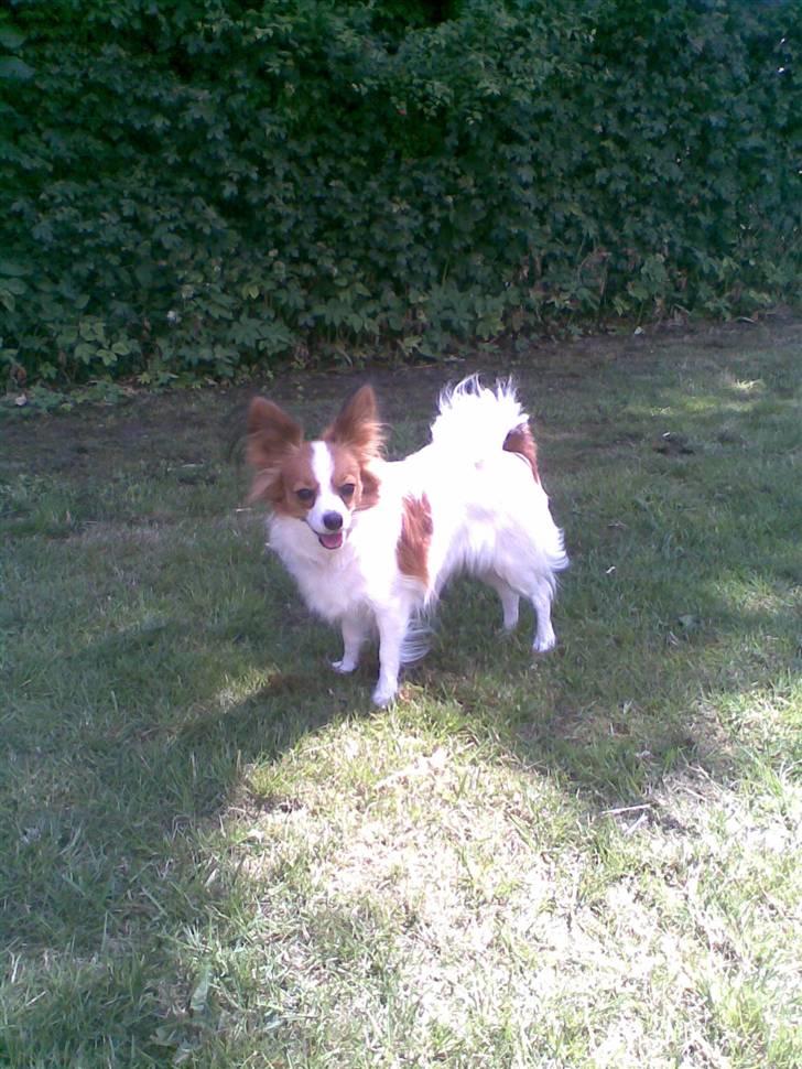 Papillon dalila billede 14