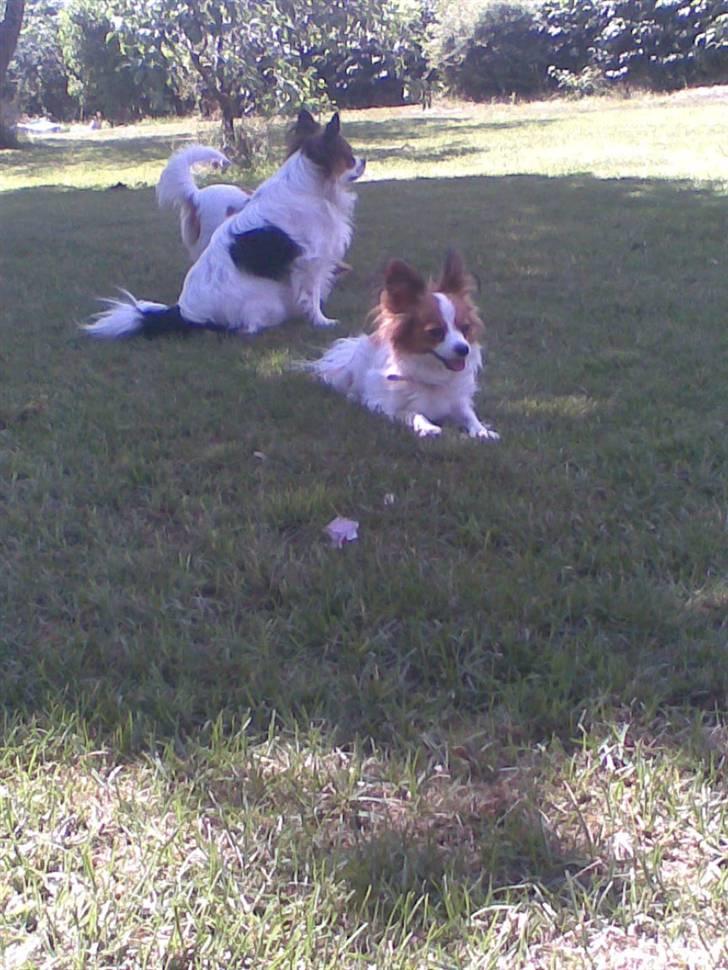 Papillon dalila billede 15