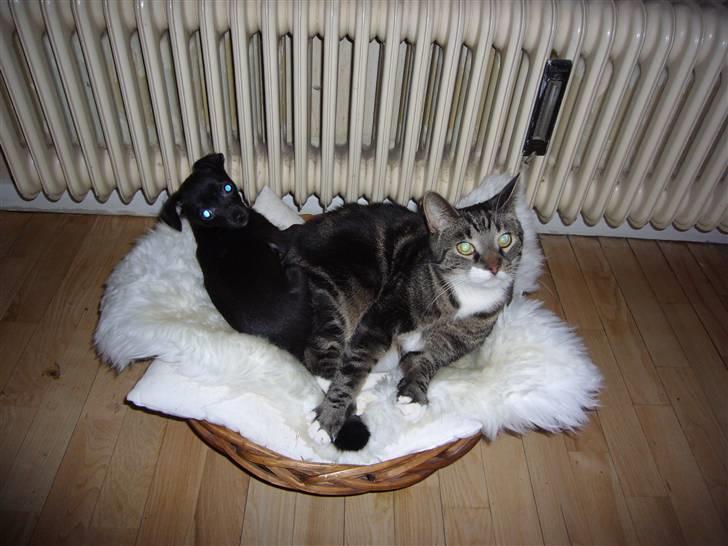 Chihuahua shaggi - så fik jeg endeligt en plads ved siden af kogo.. dejligt billede 9