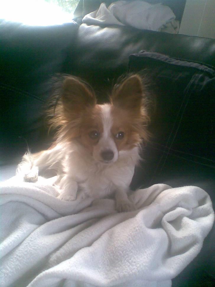 Papillon dalila billede 16