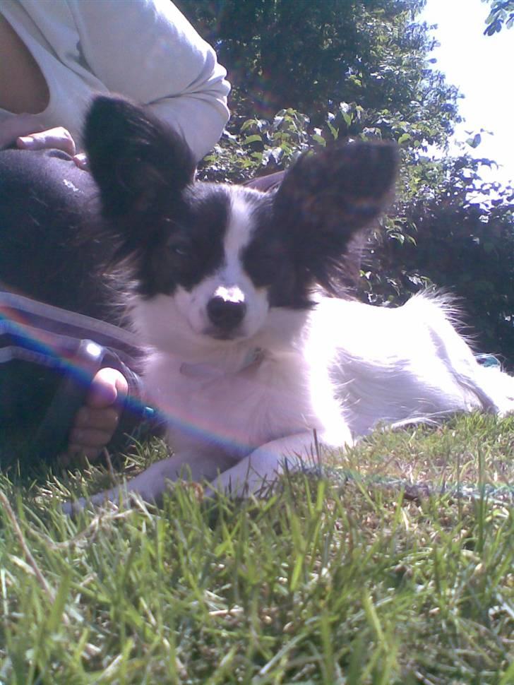 Papillon Gizmo - se mig, hvor er jeg flot i solstrålerne.. billede 9