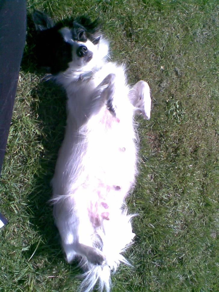 Papillon Gizmo - se min store tykke gravide mave.. billede 10