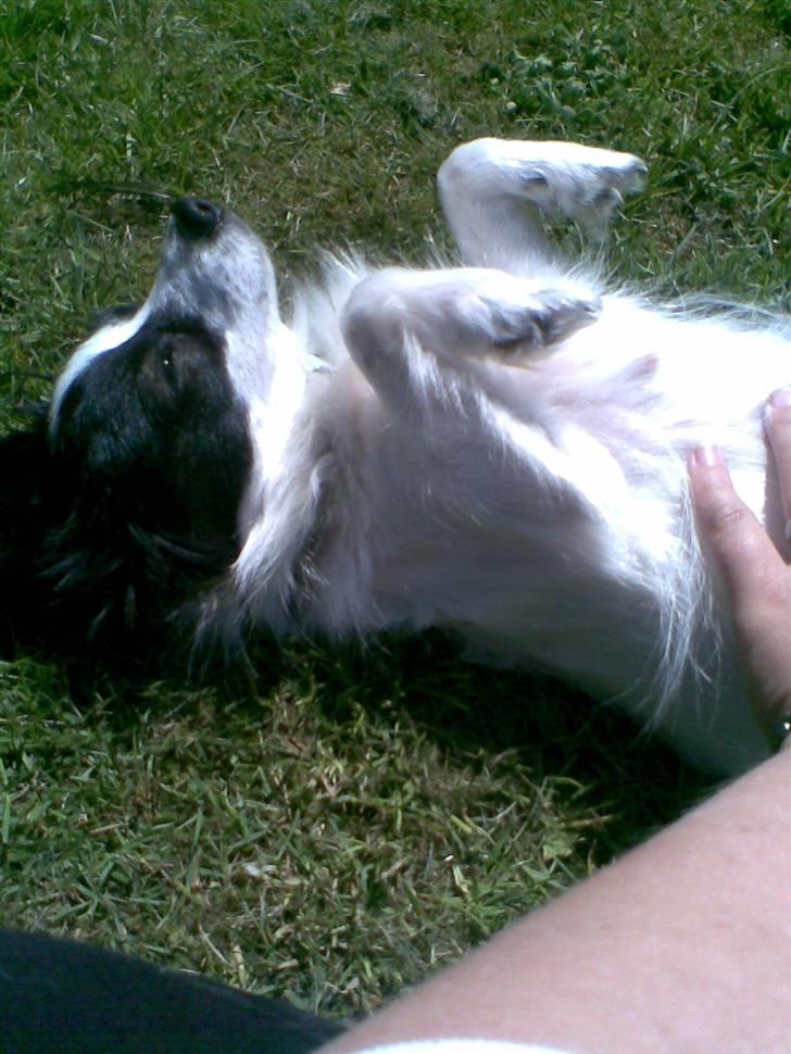 Papillon Gizmo - jeg nyder bare solskinnet.. billede 11