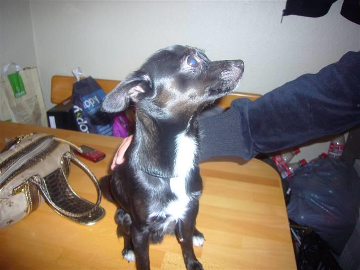 Chihuahua shaggi billede 10