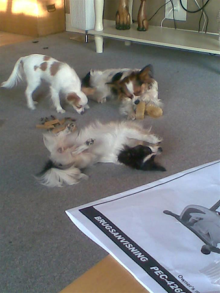 Papillon Gizmo - this is life.. billede 12