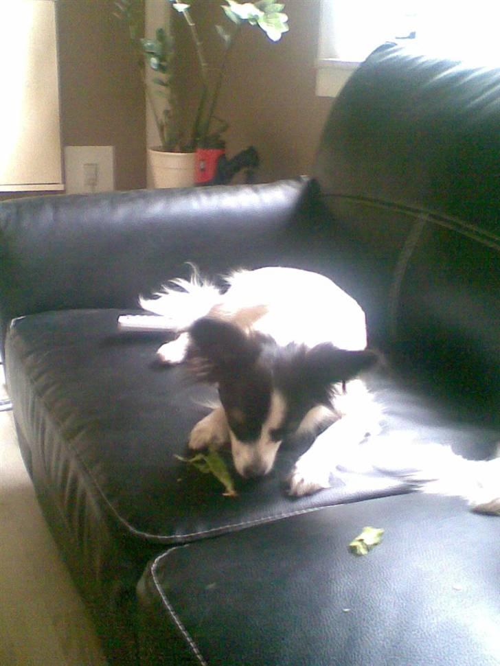 Papillon Gizmo - ærter er bare det bedste.. billede 13